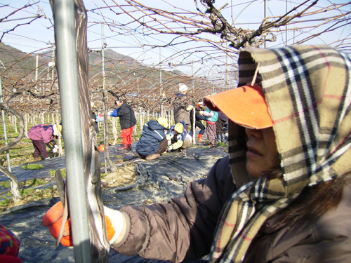 포도나무 가지나 과일 표면에 침을 꽂아 수액을 빨아먹어 농작물에 막대한 피해를 주고 있는 주홍날개 꽃 매미의 월동을 막기 위해 속리산면에서는 지난 10일부터 희망근로사업자 17명을 투입해 포도나무에 부화된 알을 제거하고 있다.