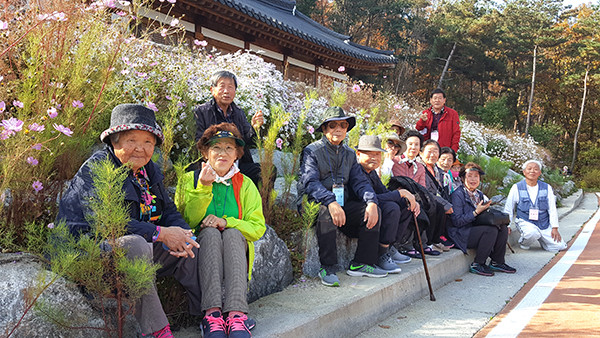 실버복지관 어르신들이 만개한 코스모스와 국화를 배경으로 사진을 촬영하며 가을을 즐기고 있다.