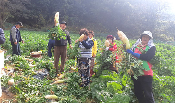 적암리 마을 어르신들이 자신들이 직접 심은 무를 들어보이며 수확의 재미를 만끽하고 있다.