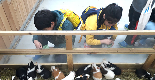 동광초 어린이들이 동물에게 먹이주기 체험을 하고 있다.