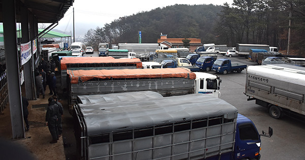 송아지가 거래되고 있는 보은가축시장 주차장에 차량이 밀집되어 다른 차량이 진입에 어려움을 겪고 있다.