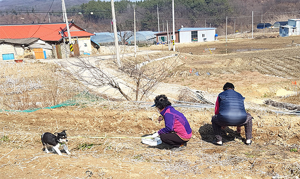 코로나바이러스 여파에도 마을 노인들이 냉이를 캐며 바이러스가 어서 빨리 사라지기를 기원하고 있다.