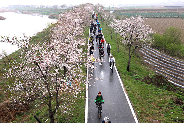 보청천 벚꽃길을 달리는 자전거 행진.