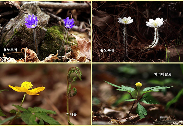 속리산국립공원 곳곳에 아름다운 야생화가 피어나고 있다.