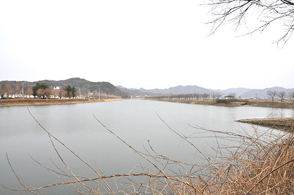 멀리서 바라본 보청천과 벚나무 가로수 길.