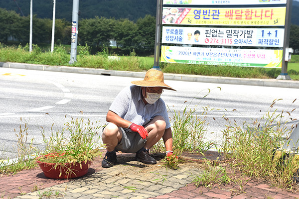 연규찬 전 회장이 이평삼거리 도로섬에서 잡초제거를 하고 있다.