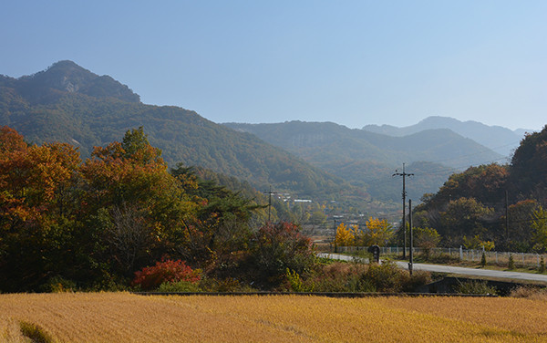 멀리 속리산 묘봉과 신정리 마을.