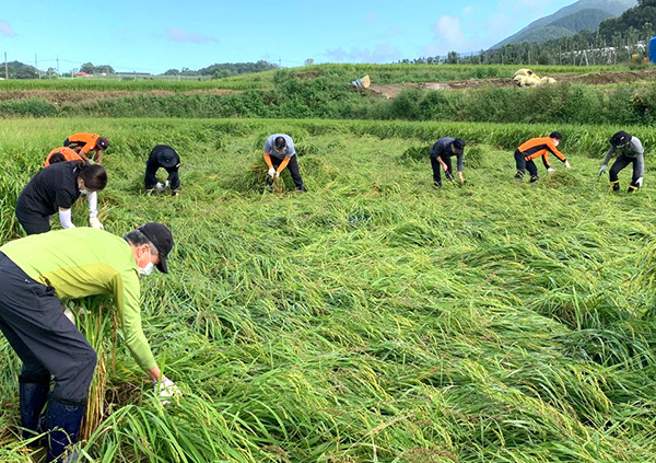 농가일손돕기에 나선 보은소방서 대원들이 태풍으로 쓰러진 벼를 일으켜 세우고 있다.