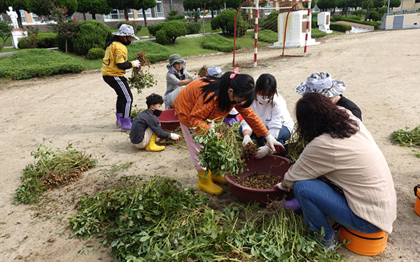 송죽초학생들이 뽑아낸 뿌리에 달린 땅콩을 따내느라 구슬땀을 흘리며 즐거워하고 있다.