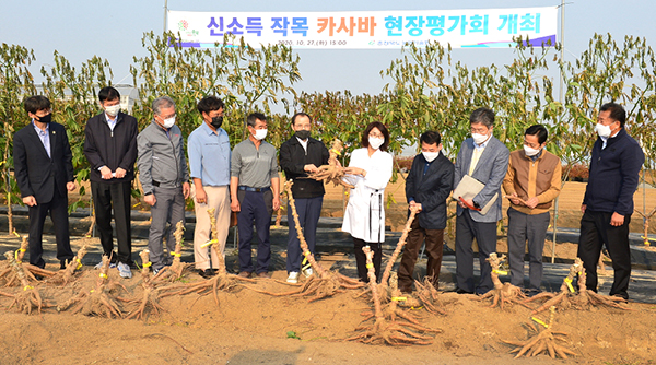 아열대작물인 ‘카사바’는 남아메리카가 원산지로 고구마처럼 생긴 뿌리작물이다. 농가의 새로운 소득 작목으로 탈바꿈하기 위해 올해 보은과 충주 농가에서 카사바 현장실증 시험재배 중이다.