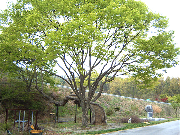 탄부면 평각2리에 소재한 느티나무가 그해 풍흉년을 알려져 화제를 낳고 있다. /제공 보은군