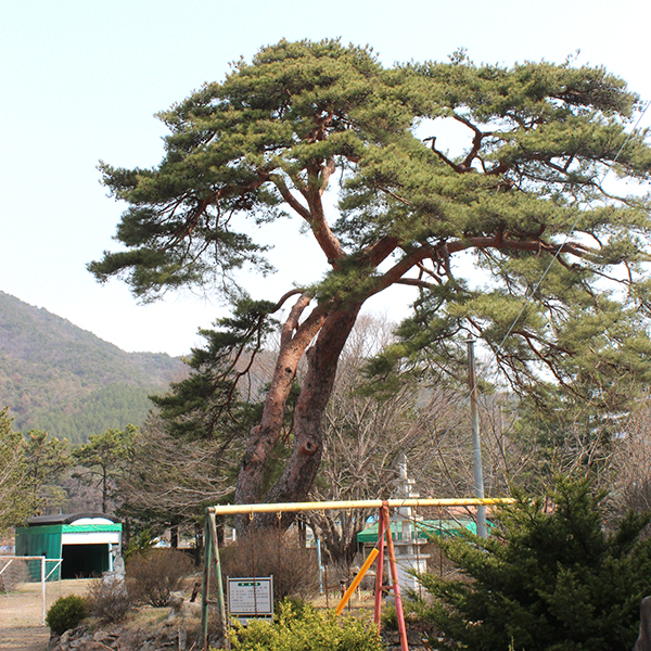 옛 법주초교 교정의 칠송정.