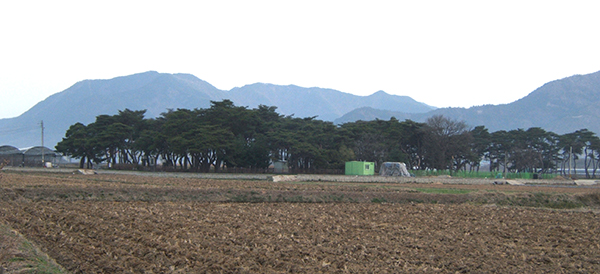 임한리 솔밭공원 전경.