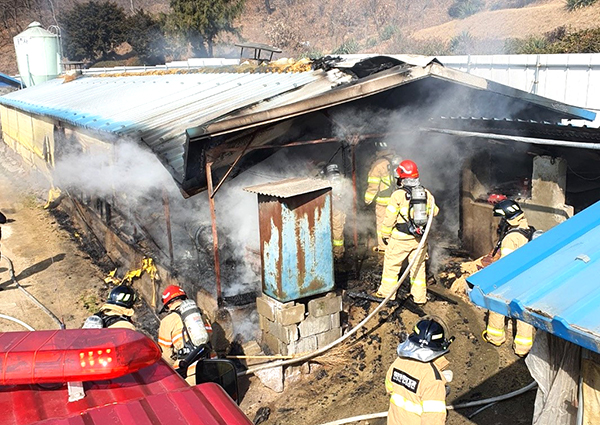 보은소방서 소방대원들이 화재가 발생한 양계장에서 진화에 임하고 있다.