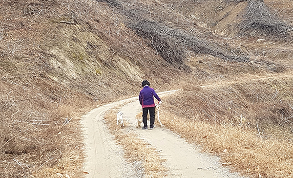 거현리 권연희 어르신이 봄기운이 돋아나는 덕대산 임도를 걷고 있다.