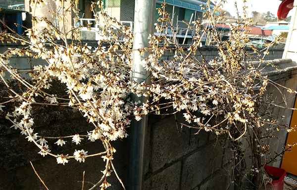 미선나무에 꽃이 활짝피어 봄이왔음을 알리고 있다.