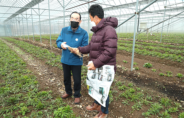 잔대 시설재배 시범사업자로 선정된 육동진 대표(우측)가 정상혁 군수와 잔대에 대해 이야기를 나누고 있다.