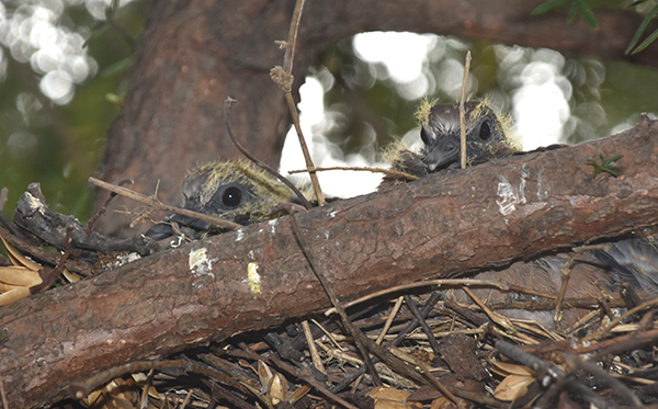 개인주택 정원에 둥지를 튼 산비둘기가 어미를 기다리고 있다.