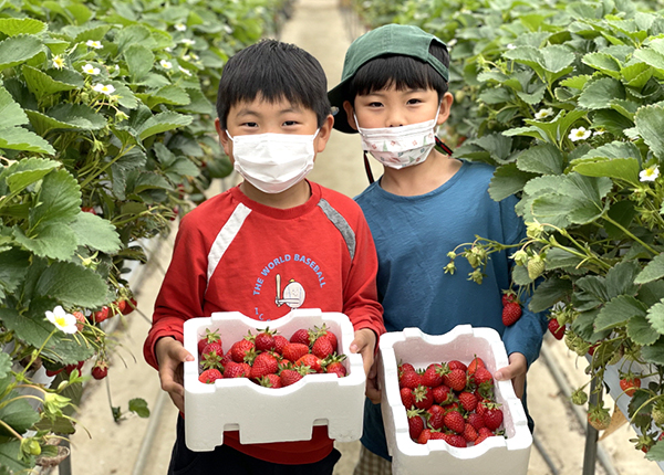 관기초 학생들이 잘 익은 딸기를 따 자랑하고 있다.