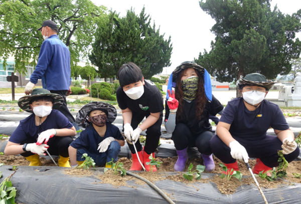 송죽초와 판동초 학생들이 학교 텃밭에 고구마 묘를 심고 있다.