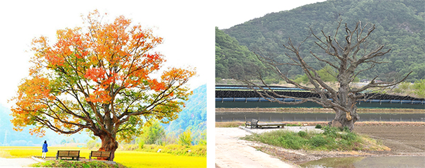 보은군 보호수에서 해제된 마로면 원정리 느티나무의 明(좌/2018년)) 暗(우/2021년 현재)