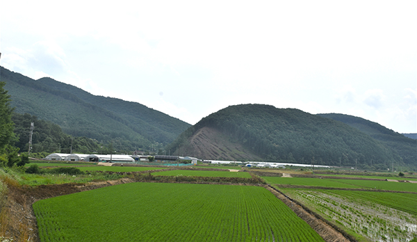 산대리에서 바라본 질골.