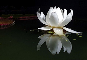 연송(輦松), 소연(小淵)의 연(蓮)꽃.