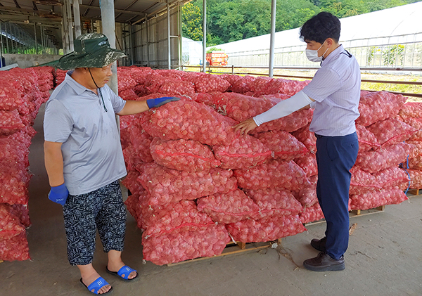 올해부터 청주 하나로마트에 납품을 시작한 국산 ‘홍산’ 마늘.
