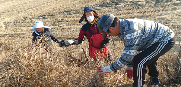 수한면 거현1리 주민들이 꽃대제거 및 마을 대청소를 하고 있다.