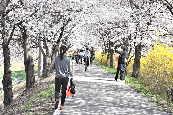 벚꽃이 만개한 보청천 벚꽃길을 자전거 동호인들이 달리고 있다.