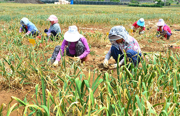 충북농업기술원은 올해 가뭄이 지속돼 마늘과 양파 수확 시기를 앞당겨 실시할 것을 당부하고 있다.