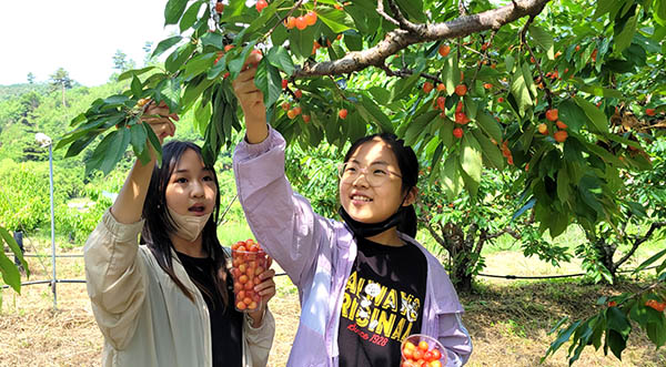 종곡초 학생들이 체리농장을 찾아 수확의 기쁨을 맛보고 있다.