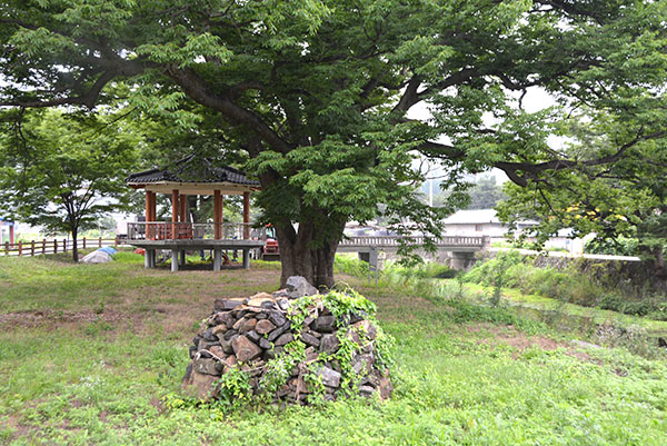 회인 송평리 마을입구의 둥구나무.