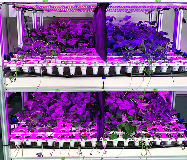 대량 생산이 가능한 딸기 자묘 생산용 LED 다단재배 장치. /제공 충북농업기술원.