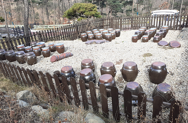 속리산 숲체험휴양마을 내 한옥마을 앞마당에 있는 장독대 단지. 이 장독에는 직원들이 직접 만든 된장, 고추장, 간장을 보관, 고객들에게 제공하고 있다.