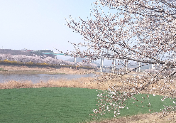 탄부면 고승교에서 보은읍을 바라본 보청천 제방변 벚꽃길. 꽃망울을 막 터뜨린 지난달 31일 오후 3시 찰칵. 보은읍을 가로지르는 보청천변에 화사하게 만개한 연분홍 벚꽃이 상춘객들의 마음을 사로잡고 있다. 지난 1~2일 주말엔 활짝 핀 벚꽃을 한껏 즐기려는 나들이객들이 줄을 이었다. 보은군은 벚꽃이 절정인 오는 주말 이틀간 보청천 제방변길과 보은읍 뱃들공원에서 벚꽃길 행사를 연다.