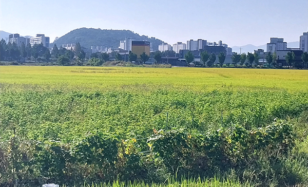 한때 보은의 관문으로 시외버스터널 이전까지 거론되기도 했던 교사리 장끼미뜰이 상수원보호구역에서 해제가 예고됐다. 상수원보호구역이라는 빗장에서 풀리면 생산녹지지역인 장끼미뜰의 재산권 행사가 한층 수월해질 전망이다.