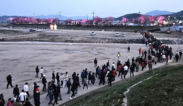 2024년 보은군민 건강걷기 대회에 참여한 군민들이 아름다운 벚꽃길을 걷고 있다.