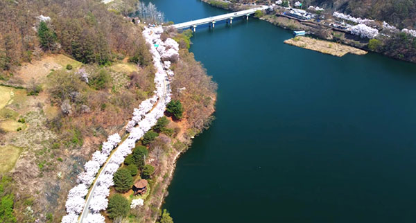 충북 보은길, 옥천 향수 100리길, 대통령 별장이었던 청남대길, 대전시 동구와 대덕구의 대청호반길을 잇는 약 200㎞(500리)의 도보길 한 가운데 위치한 보은군 회남면 ‘대청호변 길’이 라이더들로부터 큰 인기를 얻고 있다. 청정 자연 속에서 호수를 바라보며 라이딩할 수 있는데다 곳곳에 설치된 정자에서 라이딩 중 휴식을 취할 수 있어 인기를 끌고 있다.