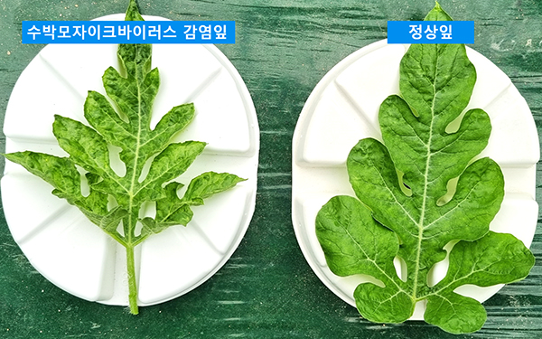 바이러스 감염잎과 정상잎 비교. /제공 충북수박연구소