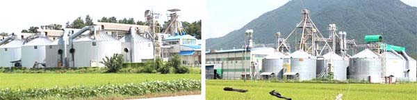 보은군 농협쌀조합공동사업법인이 도정시설의 현대화를 위해 추진하는 통합 미곡종합처리장 건립 사업. 하지만 이 사업이 부지 문제로 난항을 겪고 있다. 공동사업법인이 신축이전을 목적으로 사들인 월송리 부지는 이 마을 주민의 반발로 사업 승인권을 가진 농림부가 민원에 따른 새 부지 물색을 요구함에 따라 백지화됐다. 이에 따라 사업법인은 새 부지 물색에 골몰 중인 가운데 마침내 임한리 부지가 통합RPC 신축 예정지로 선정됐다. 사진은 현재 제각각 운영되고 있는 보은농협과 남보은농협 RPC.