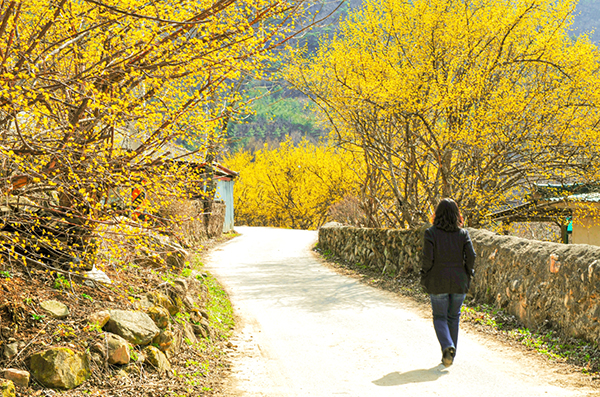 제천 산수유 마을.