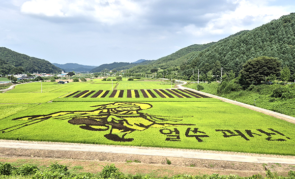 괴산군, 유색벼 논 그림 ‘무동’ 외지인들 발걸음 줄이어
