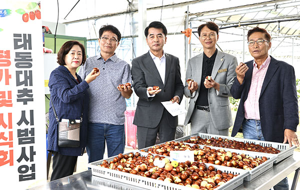 보은군 '태동대추' 평가 및 시식회