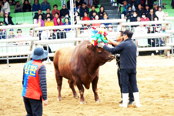 백두급에서 우승한 ‘제일’