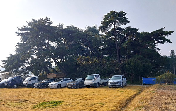 소나무 90여 그루가 있는 보은은 강신리 동그레봉. 세월이 흘러 이 동산을 관리하는 이가 없어 칡덩굴이 우거지고, 소나무는 기울어지고, 부러지고, 말라 죽고 있다. 이에 보은군 랜드마크 수목단이 재능기부로 관리에 나섰다.