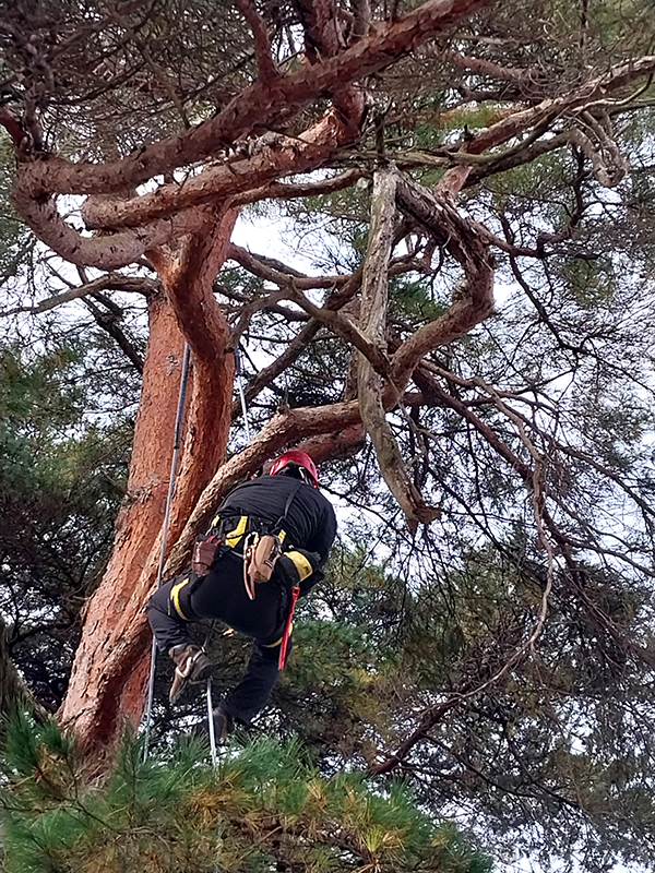 보은군 랜드마크 송광호 총무가 줄을 타고 올라 수형 작업을 하고 있다. 동그레봉은 작업 차량이 오르지 못함에 따라 일일이 손작업이 요구된다.