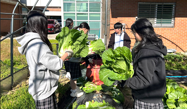 속리산중 학생들이 직접 농사지은 배추를 선별하고 있다.