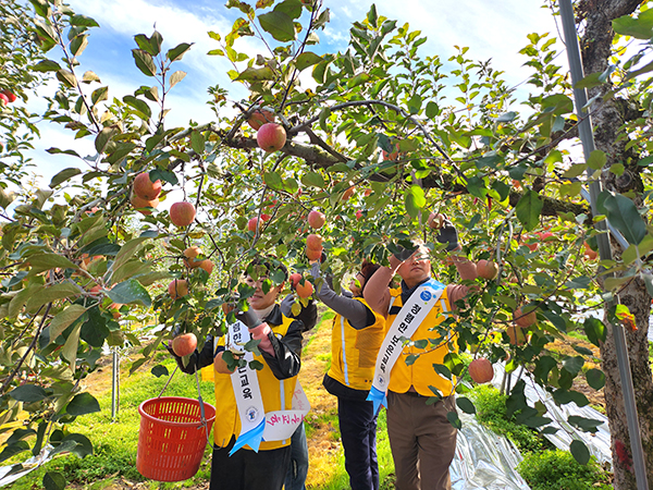 보은교육지원청 교육 가족들이 과수원을 찾아 사과 수확 작업을 펼치고 있다.