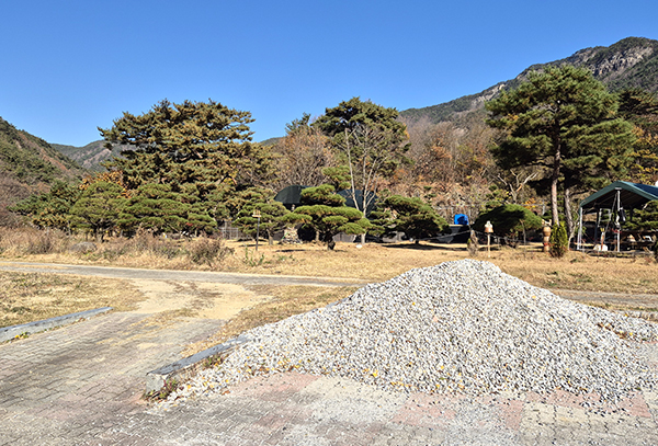 정부인소나무가 주변 나무에 가려 있는지 없는지 알 수 없다.